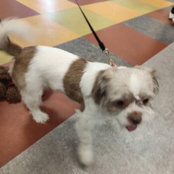 Kali -  Mixed Breed Dog for Adoption in Philadelphia, Pennsylvania - Kali | PetCurious