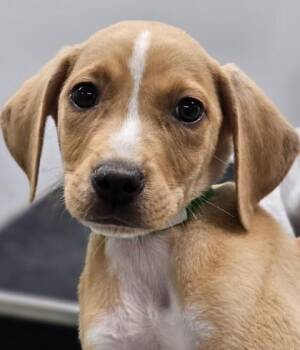 Mixed Breed Dogs Available for Adoption in West Chester, Pennsylvania - Cap`n Crunch | PetCurious