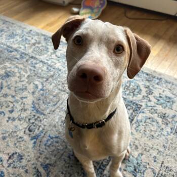 Rescue Hound Dogs for Adoption in Patchogue, New York - Dallas | PetCurious