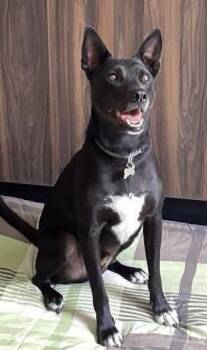 Paco Wong -  Mixed Breed and Shepherd Dog for Adoption in Rollingwood, Texas - Paco Wong | PetCurious