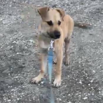 Esperanza -  Mixed Breed Dog for Adoption in Englewood, Florida - Esperanza | PetCurious