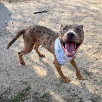 Mixed Breed Dogs Available for Adoption in West Chester, Pennsylvania - Dasani | PetCurious