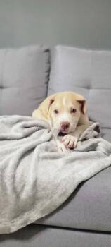 Nala -  German Shepherd Dog and Golden Retriever Dog for Adoption in Morton Grove, Illinois - Nala | PetCurious