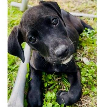 Catahoula Leopard Dog and Labrador Retriever Dogs Available for Adoption in Corpus Christi, Texas - Luna Lovegood - The Calm & Gentle Puppyz | PetCurious