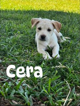 Mixed Breed Dogs Available for Adoption in Douglas, Massachusetts - Cera  | PetCurious