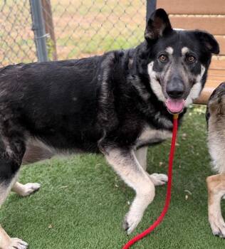 Mixed Breed Dogs Available for Adoption in Columbia, South Carolina - SAGE | PetCurious