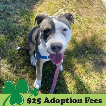 Pit Bull Terrier Dogs Available for Adoption - Liv | PetCurious