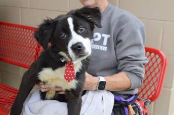 Border Collie Dogs Available for Adoption in Mckinney, Texas - Cruz | PetCurious