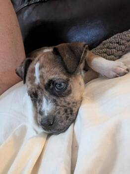 Shepherd and Catahoula Leopard Dog Dogs Available for Adoption in Holly Springs, North Carolina - Leonardo | PetCurious