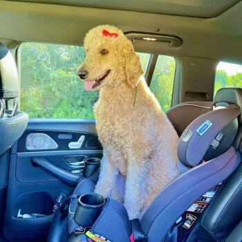 Nala -  Standard Poodle Dog for Adoption in Englewood, Florida - Nala | PetCurious