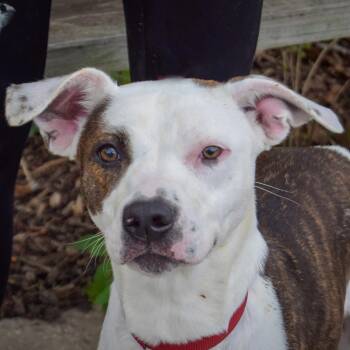 Tib -  Boxer and American Staffordshire Terrier Dog for Adoption in Huntley, Illinois - Tib | PetCurious