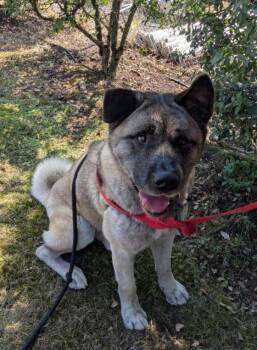 Wadlow -  Akita Dog for Adoption in Vancouver, Washington - Wadlow | PetCurious