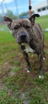 CALZONE -  American Staffordshire Terrier Dog for Adoption in Fort Lauderdale, Florida - CALZONE | PetCurious