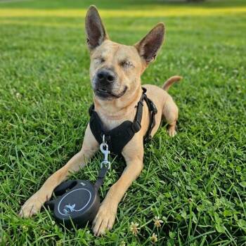 Story -  Shepherd Dog for Adoption in Houston, Texas - Story | PetCurious