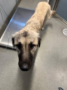 Belle Rita -  Anatolian Shepherd and Great Pyrenees Dog for Adoption in Bloomington, Indiana - Belle Rita | PetCurious