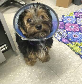Mila -  Mixed Breed Dog Available for Adoption in Alexandria, Virginia - Mila | PetCurious
