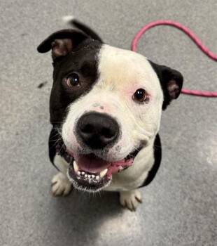 HARVEY -  Pit Bull Terrier Dog for Adoption in Kalamazoo, Michigan - HARVEY | PetCurious