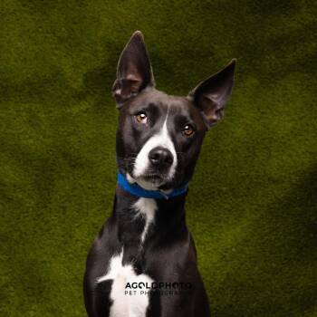 Terrier Dogs Available for Adoption in Tampa, Florida - Yonis | PetCurious