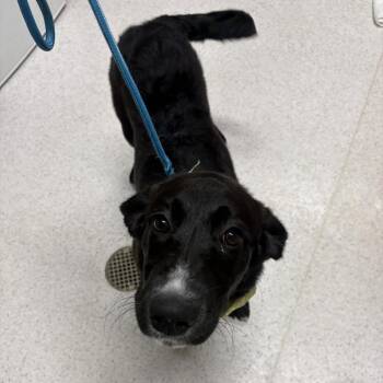 Irwin -  Black Labrador Retriever and Border Collie Dog for Adoption in Binghamton, New York - Irwin | PetCurious