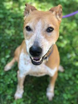 Rescue Rhodesian Ridgeback and Mixed Breed Dogs for Adoption in Morton Grove, Illinois - Mitchie | PetCurious