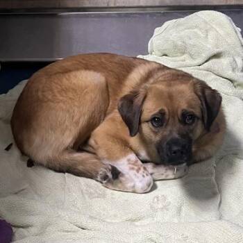 Mixed Breed Dogs Available for Adoption in Merriam, Kansas - Jackie | PetCurious
