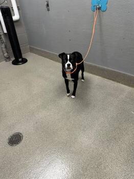 TREVOR -  Boston Terrier Dog for Adoption in Las Vegas, Nevada - TREVOR | PetCurious