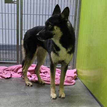 Bea2220 -  Husky and Shepherd Dog for Adoption in San Jacinto, California - Bea2220 | PetCurious