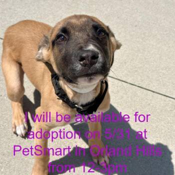 Shepherd and Mixed Breed Dogs Available for Adoption in Matteson, Illinois - Klaus | PetCurious
