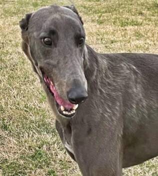 Greyhound Dogs Available for Adoption in Dallas, Texas - Frank | PetCurious