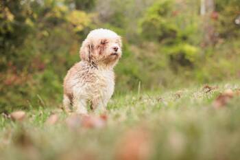 Rescue Havanese Dogs for Adoption in Gradyville, Kentucky - Imogen | PetCurious