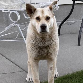 Mixed Breed Dogs Available for Adoption in Buffalo, Minnesota - Buggie | PetCurious