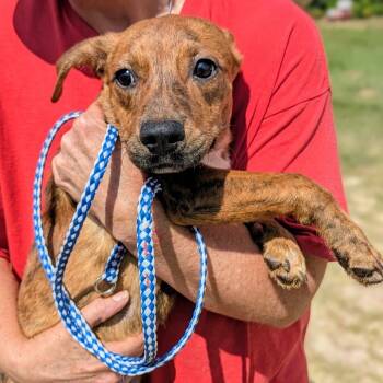 Rescue Mixed Breed Dogs for Adoption in Savannah, Georgia - Mr. Mole Bambi | PetCurious