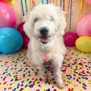 Winnie -  Wheaten Terrier Dog for Adoption - Winnie | PetCurious