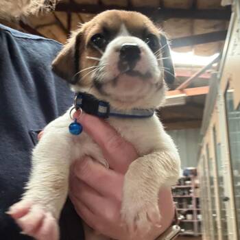Boulder -  Mixed Breed Dog for Adoption in Tulsa, Oklahoma - Boulder | PetCurious