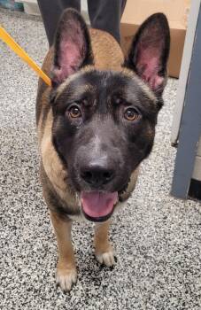 Kaleb -  Belgian Shepherd Malinois and Akita Dog for Adoption in Hopkinsville, Kentucky - Kaleb | PetCurious