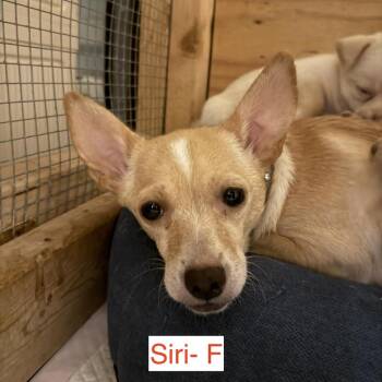Siri -  Chihuahua Dog for Adoption in Fort Lauderdale, Florida - Siri | PetCurious