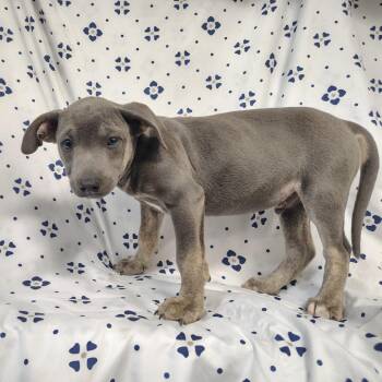 Kringle -  Pit Bull Terrier and Greyhound Dog for Adoption in Coos Bay, Oregon - Kringle | PetCurious