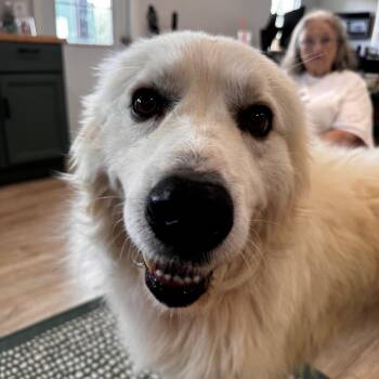 Great Pyrenees Dogs Available for Adoption in Indiantown, Florida - MERLIN  (617) | PetCurious