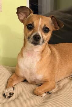 Chihuahua and Dachshund Dogs Available for Adoption in Irwin, Pennsylvania - Trixie | PetCurious