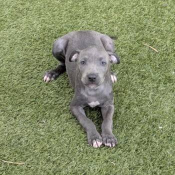 Stormcloud 4067 -  Mixed Breed Dog for Adoption in Loxahatchee Groves, Florida - Stormcloud 4067 | PetCurious