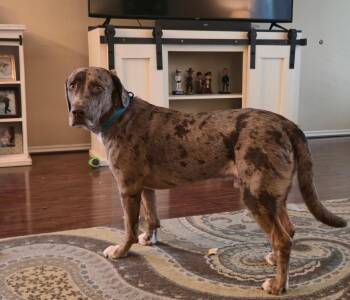 Ranger - ME -  Catahoula Leopard Dog Dog for Adoption in Warren, Maine - Ranger - ME | PetCurious