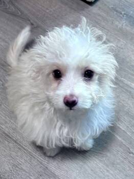 Rescue Maltese and Poodle Dogs for Adoption in Thompson Falls, Montana - Dipper | PetCurious