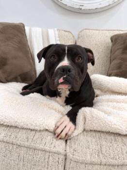 Gomez Yours Truly -  Staffordshire Bull Terrier Dog for Adoption in Friendswood, Texas - Gomez Yours Truly | PetCurious