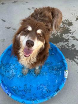 Husky Dogs Available for Adoption in Johnson City, Tennessee - Jango | PetCurious