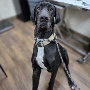 Rescue Great Dane Dogs for Adoption in Incline Village, Nevada - Gunner | PetCurious