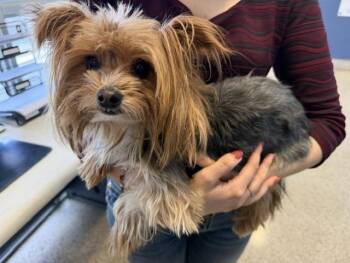 Yorkshire Terrier and Maltese Dogs Available for Adoption in Doral, Florida - GUS | PetCurious