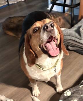 Beagle Dogs Available for Adoption in Tomball, Texas - Brinkley | PetCurious