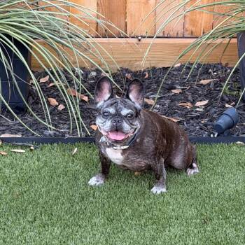 Tilly -  French Bulldog Dog for Adoption in Houston, Texas - Tilly | PetCurious
