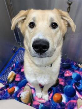 Husky Dogs Available for Adoption - SMOKEY | PetCurious