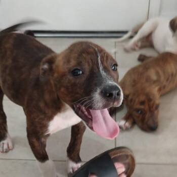 Luigi -  Mountain Cur Dog for Adoption in Jersey City, New Jersey - Luigi | PetCurious